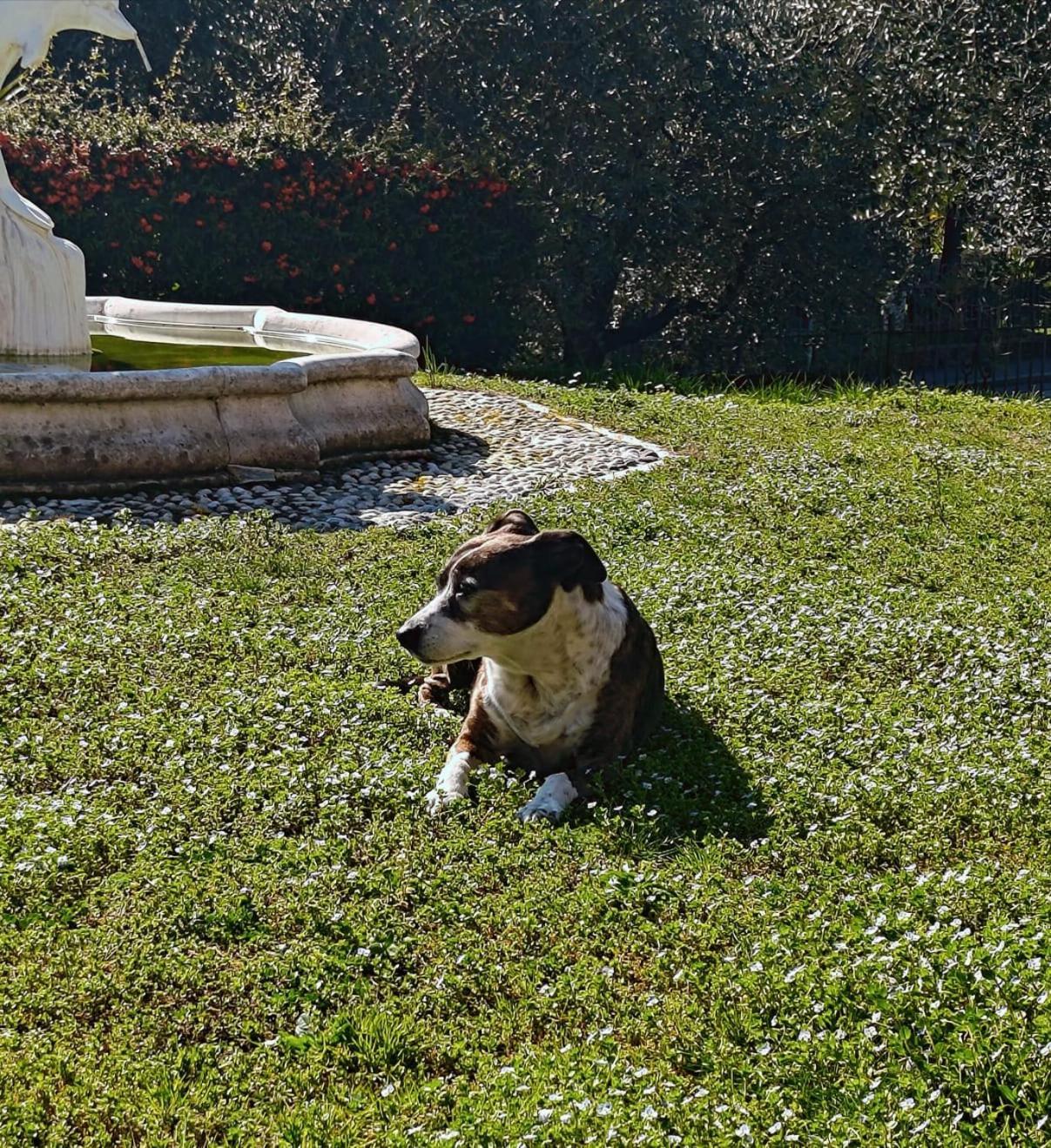 Casa Silvia Appartement Padenghe sul Garda Buitenkant foto